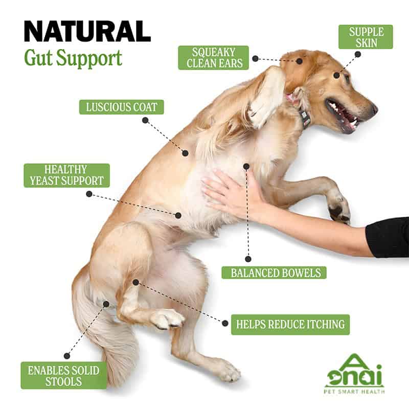 Probiotic Chews for Dogs - Image 3
