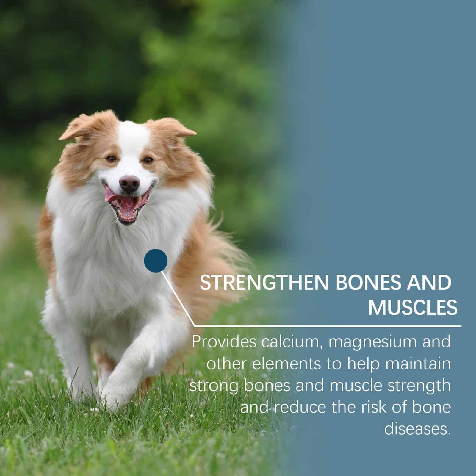 Mineral Supplement Chews for Dogs, 80 Count - Image 3