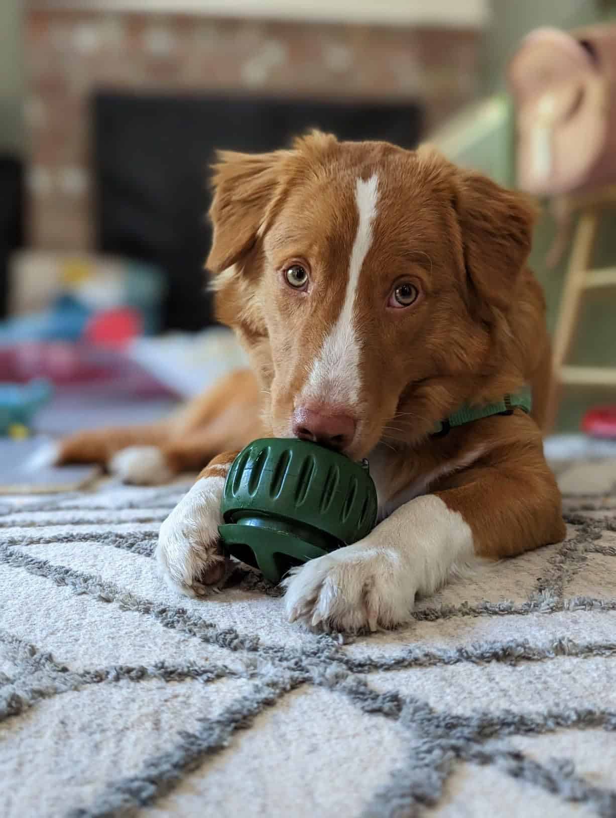 Calm Feed silicone slow-feeder treat ball for dogs – image 4