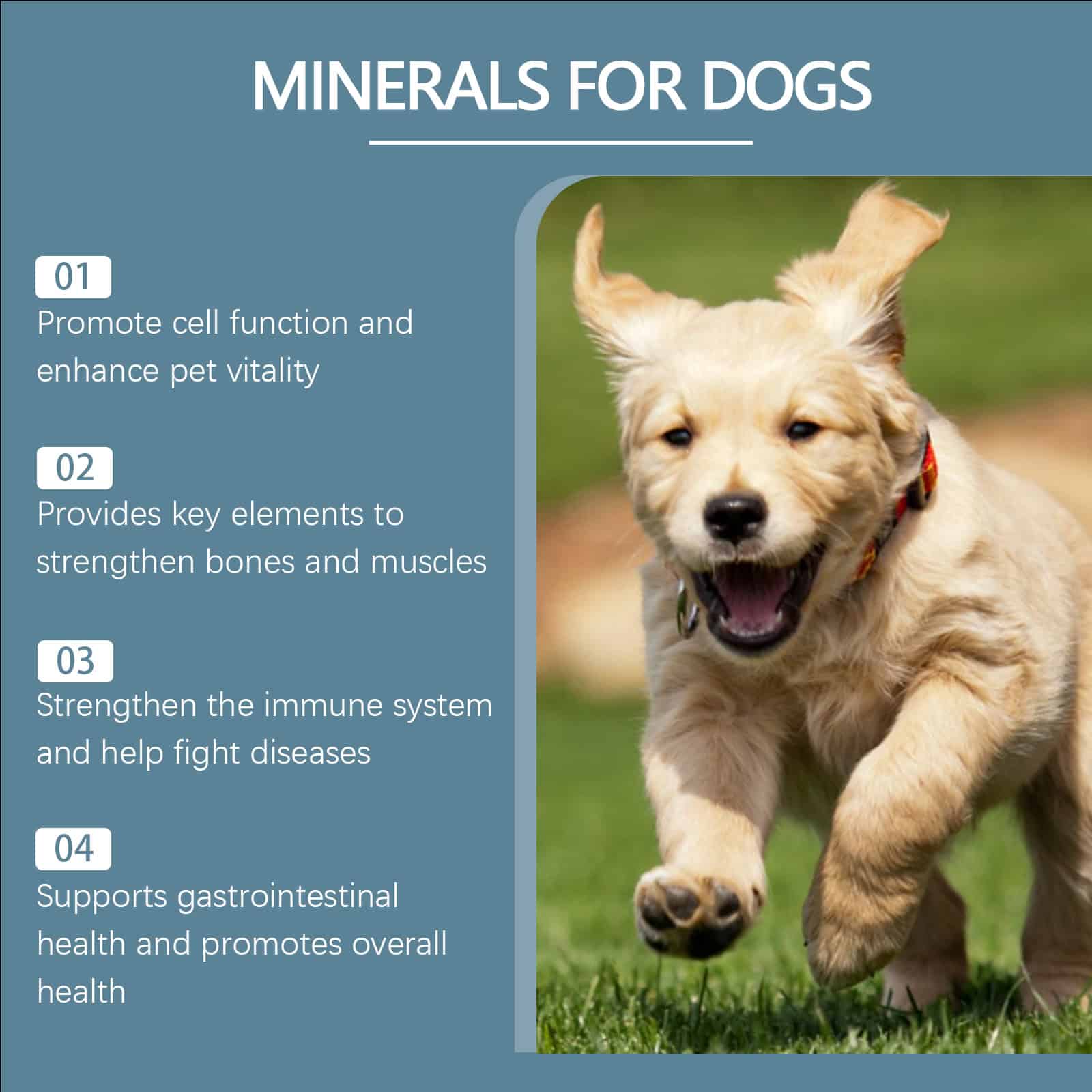Mineral Supplement Chews for Dogs, 80 Count