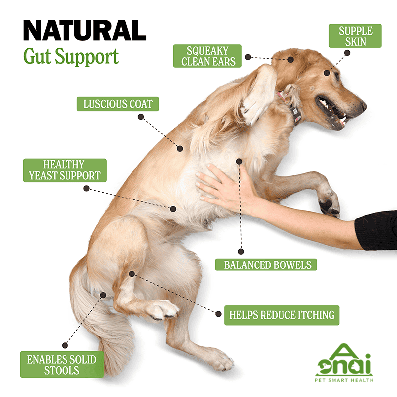 Probiotic Chews for Dogs